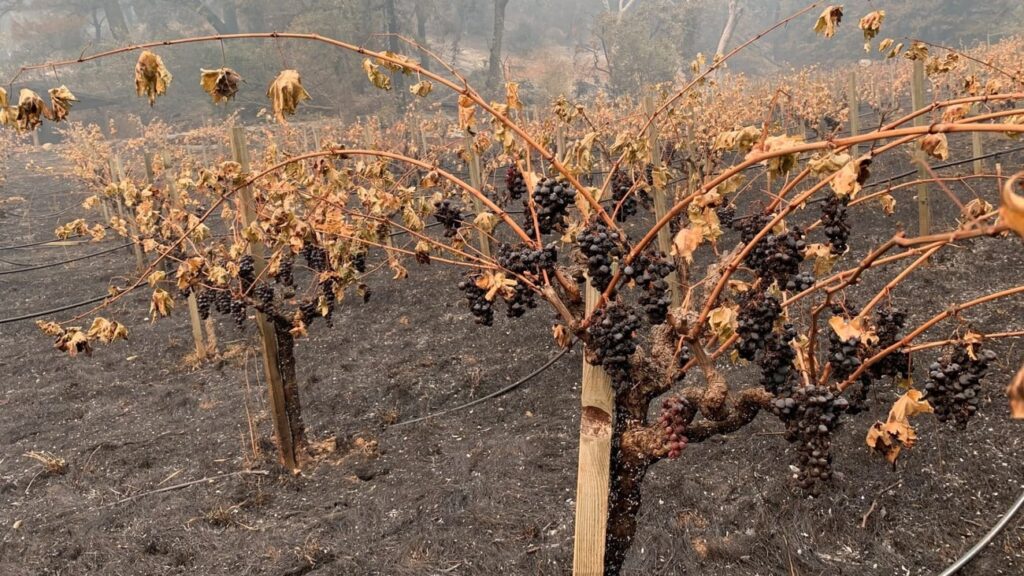 Climate change could redraw California wine country maps