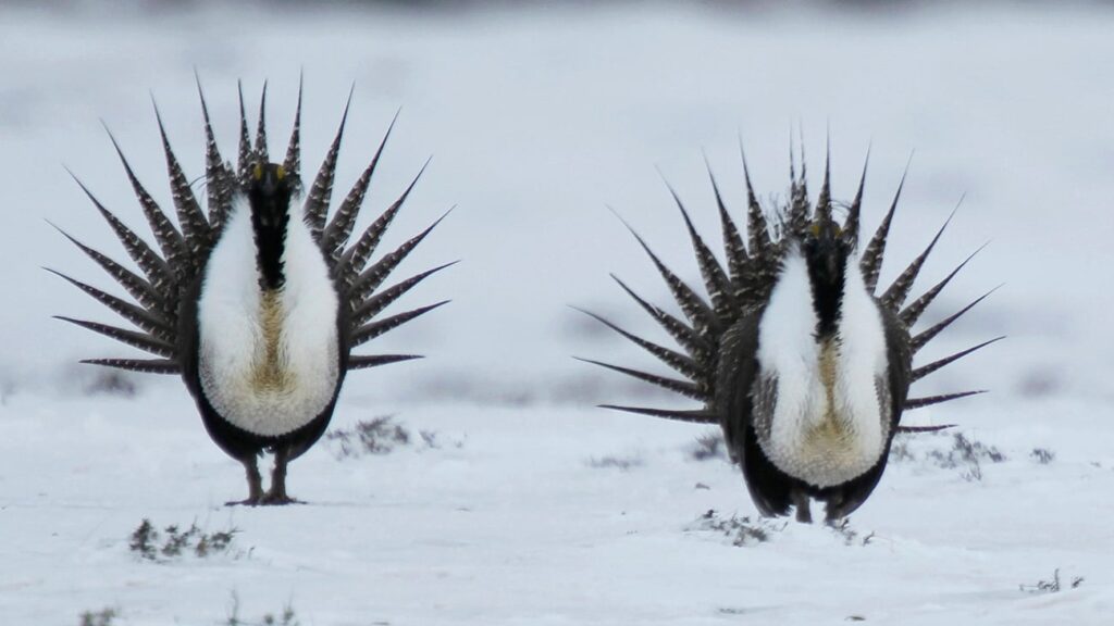 Wyoming urges court to sever latest sage grouse litigation